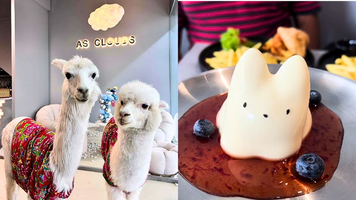 Malaysia’s Johor Bahru Gets Its 1st Alpacas Cafe With Adorablely Dressed Up Alpacas & Appetising Dishes