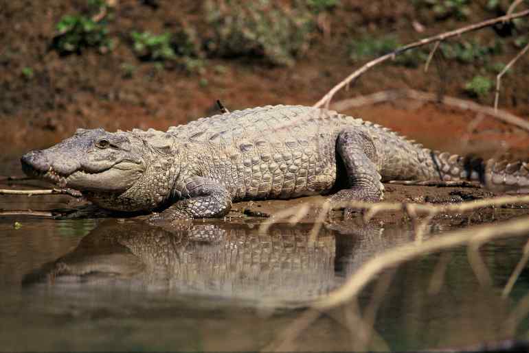 Crocodile Ratnagiri 