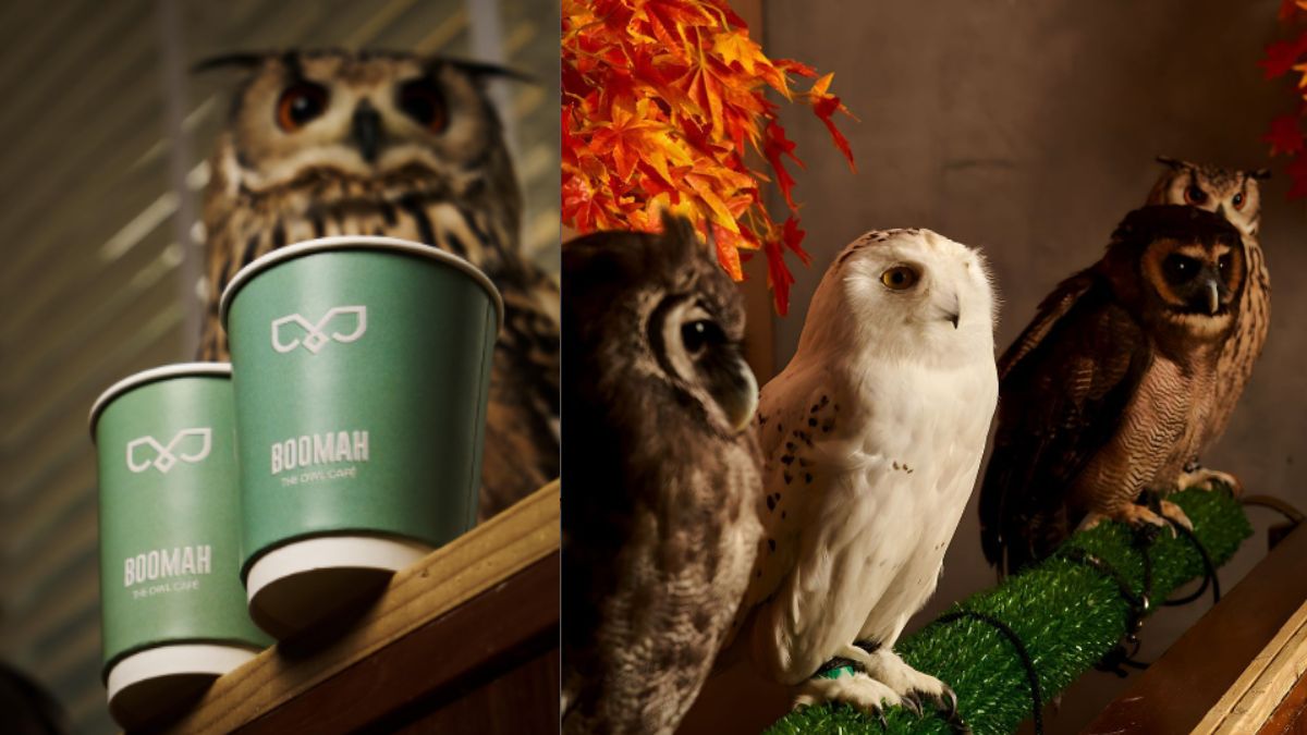 Viral Clips of UAE’s First Owl Cafe, Boomah in Abu Dhabi Leave Netizens Angry, Calling It ‘Animal Cruelty’