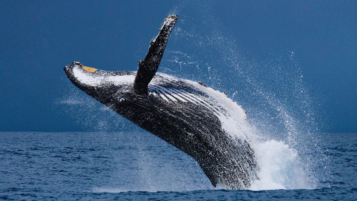 Where To Indulge In Humpback Whale Watching In The World?