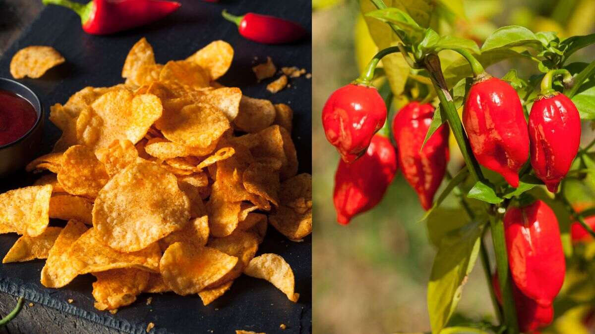 Japan: High School Students Rushed To Hospital For Eating Fiery Chips Made With Bhut Jolokia