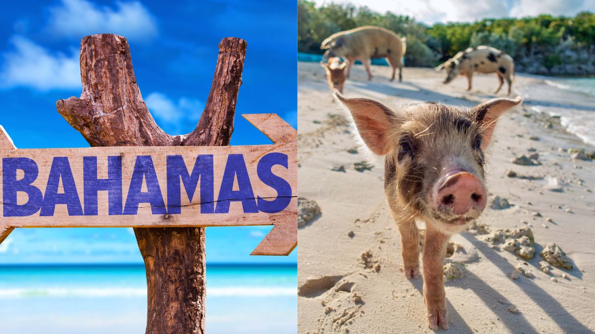 There Is An Island Dedicated To Swimming Pigs In Bahamas! Your Next Travel Destination?