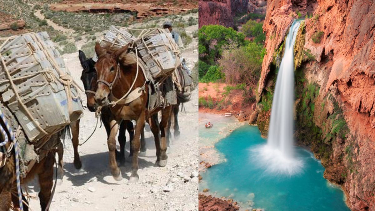 Do You Know There’s A Village In USA’s Grand Canyon Where Mails Are Still Delivered By Mules?