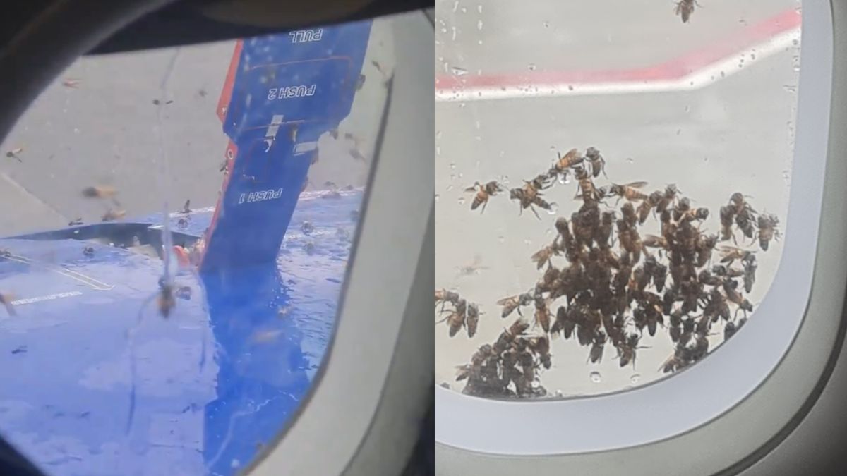 Swarm Of Bees Attacked Bareilly-Bound IndiGo Flight At Mumbai Airport; Flight Delayed