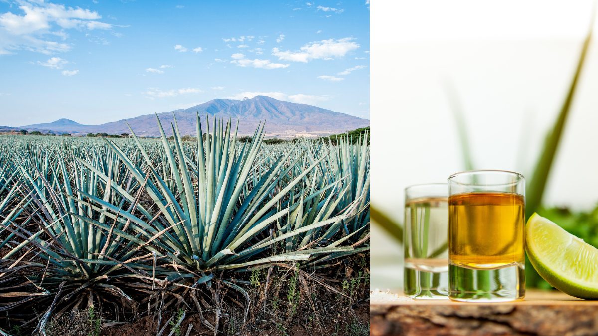From Shots To Sophisticated Sips, Expert Mixologist Weighs In On Tequila’s Growing Popularity In India & How to Appreciate It