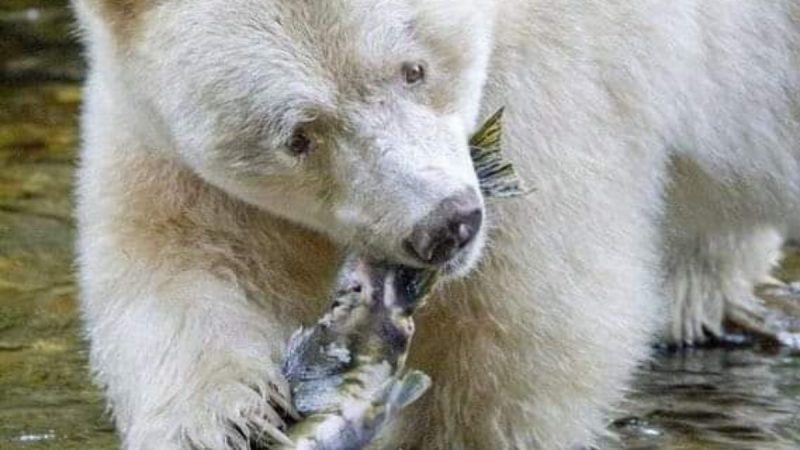 albino grizzly bear