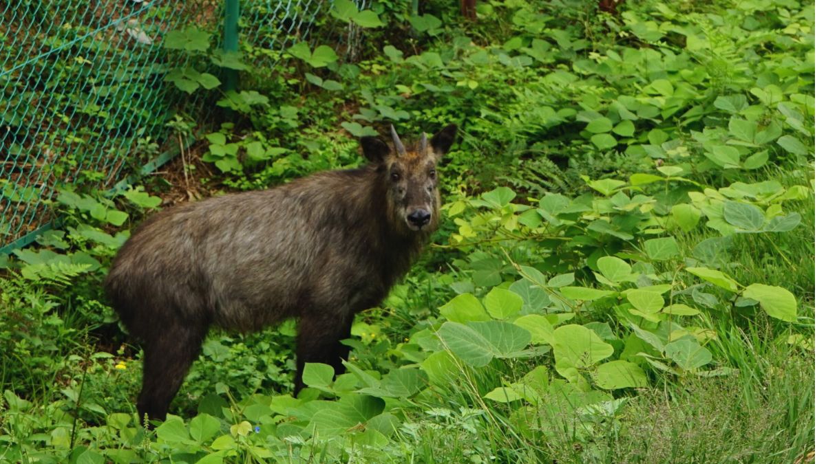 Elusive Mainland Serow Spotted In Assam’s Raimona National Park, Highlights Conservation Success