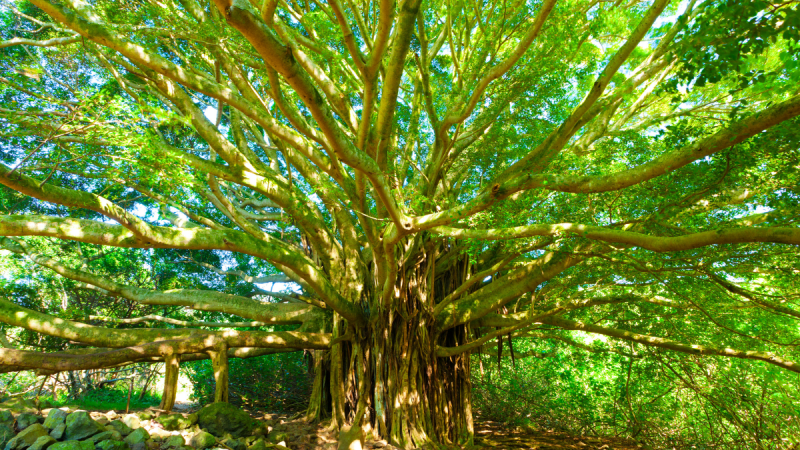 Oldest banyan tree