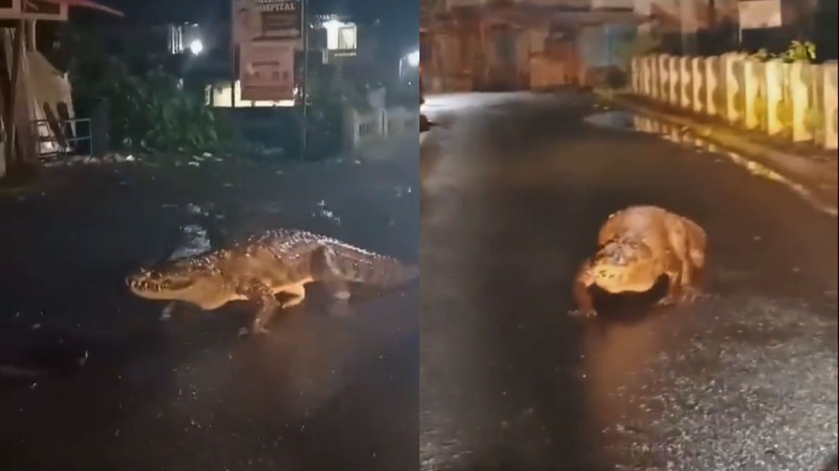 Massive 8-Feet Long Crocodile Was Seen Strolling On Road In Maharashtra’s Ratnagiri After Heavy Rainfall