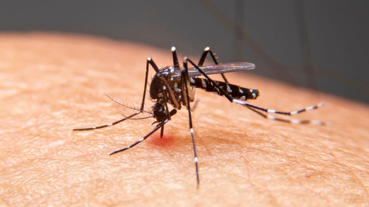Bengaluru: Dengue Cases In The City Cross 2,000-Mark; Price Of Dengue Tests Capped In Karnataka To Encourage More Testing
