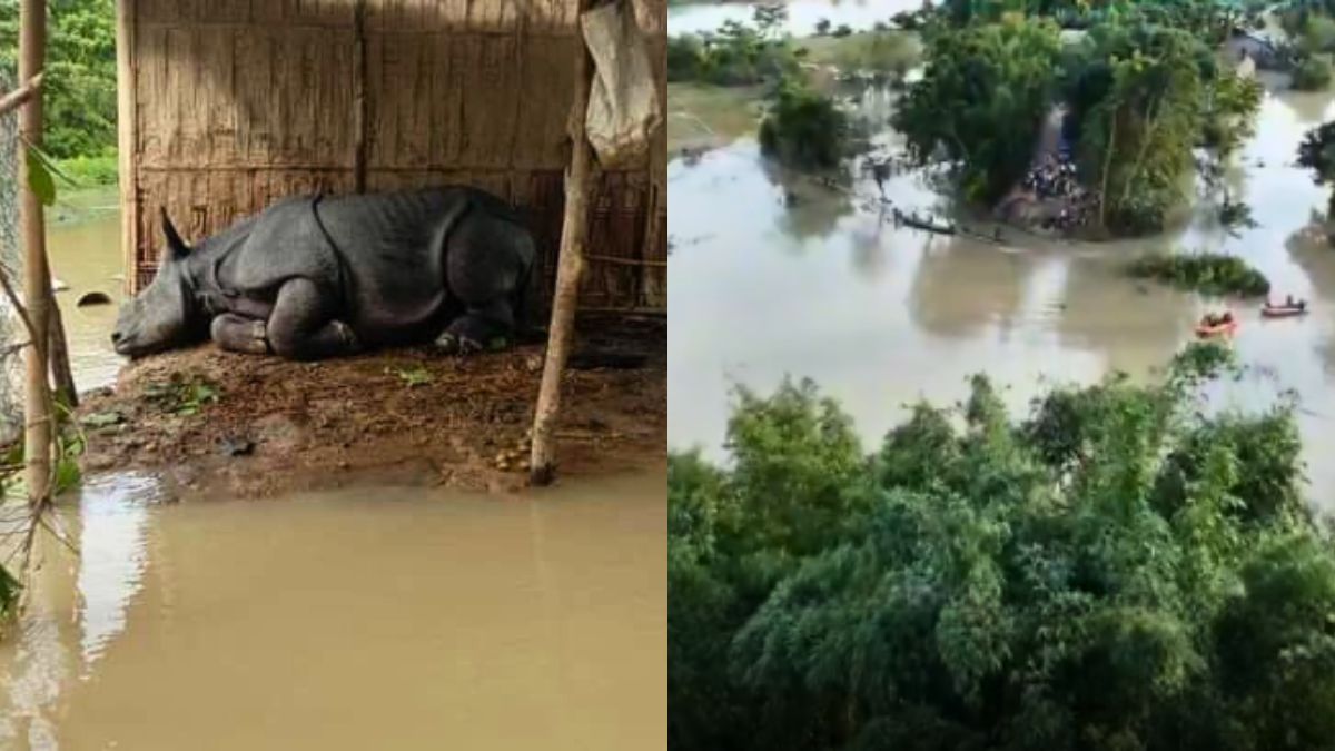 Assam Floods 31 Animals Drown 82 Rescued In Kaziranga National Park Assam Floods 31 Animals Drown 82 Rescued In Kaziranga National Park