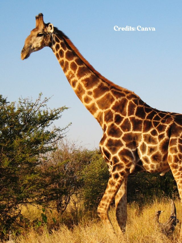 8 Best National Parks In Africa To Spot Giraffes