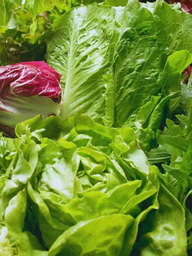 5 Steps To Follow While Cleaning & Cooking Leafy Vegetables During Monsoon
