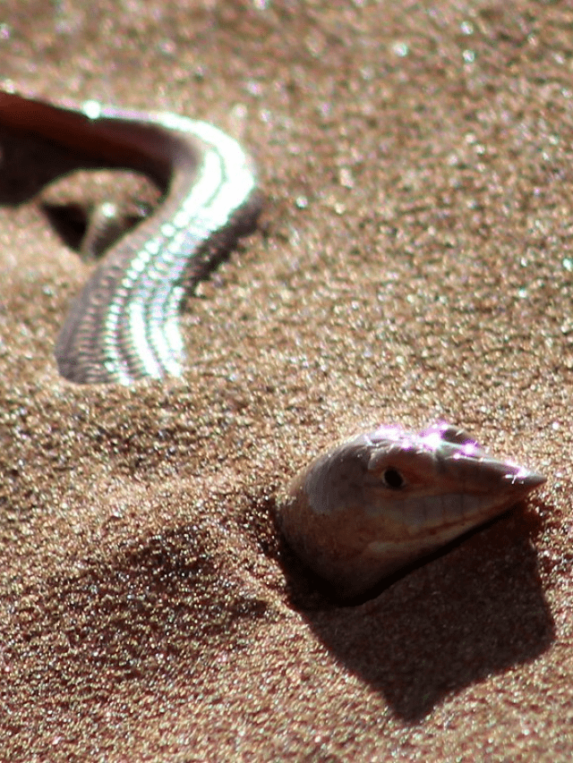 All About The Unique Creature, Sandfish Skink Spotted In The UAE Desert All About The Unique Creature, Sandfish Skink Spotted In The UAE Desert