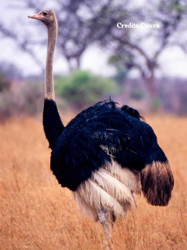 8 Best Places In The World To Spot Ostriches