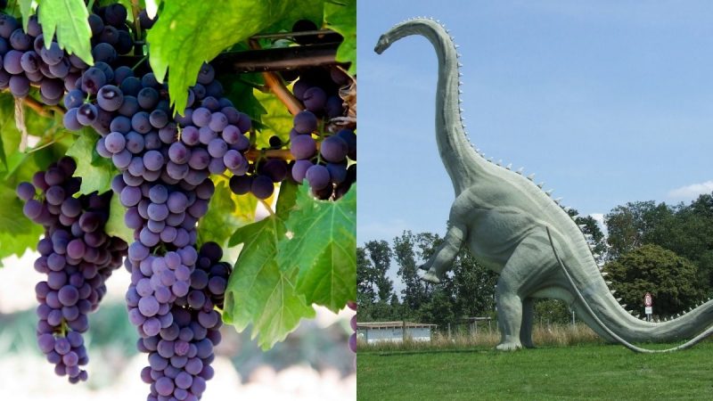 grapes dinosaurs