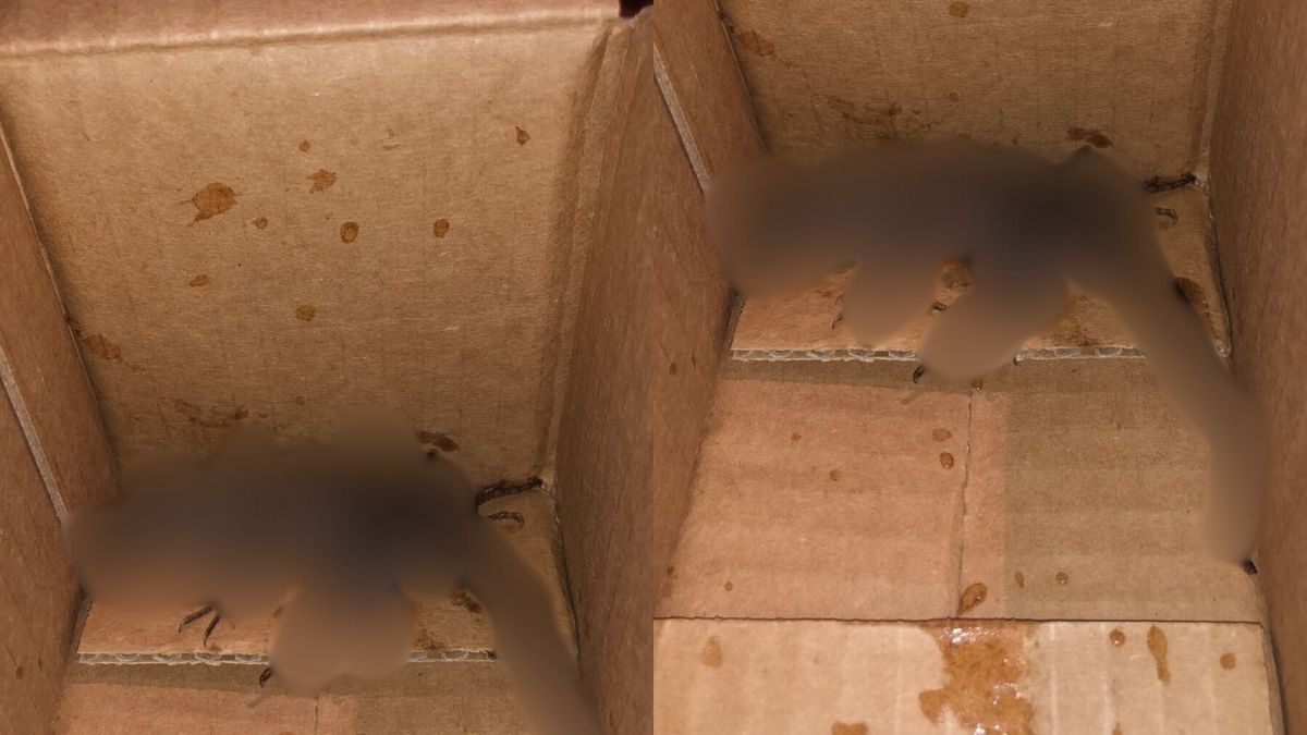 Nasty Surprise! Colombian Woman Orders An Air Fryer On Amazon, Gets Lizard In A Box!