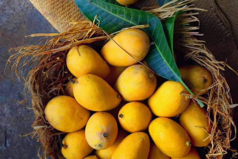 Mangoes Ageing