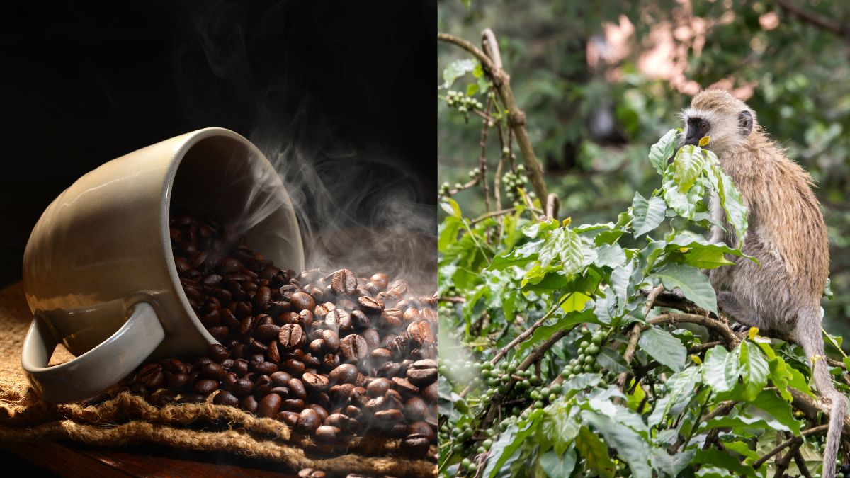 What Is Monkey Spit Coffee, An Exquisite, Rare Brew Famous In India & Taiwan?