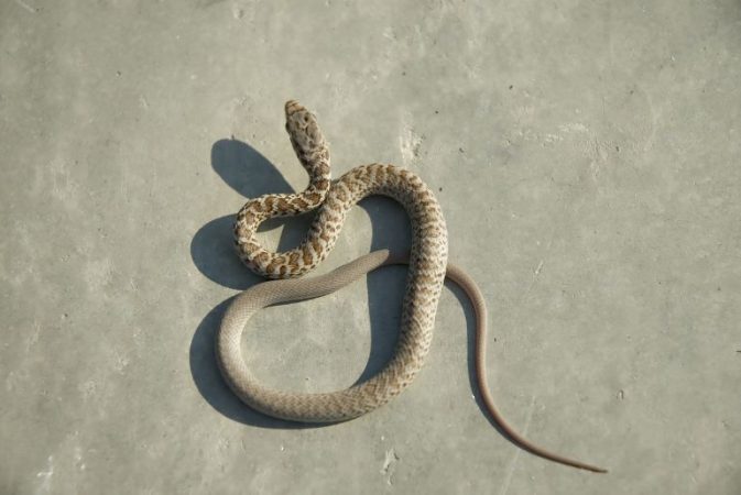 Curated visual reference: Visual Reference: Kolhapur Pregnant Woman Finds Dead Snake In A Pre Mix