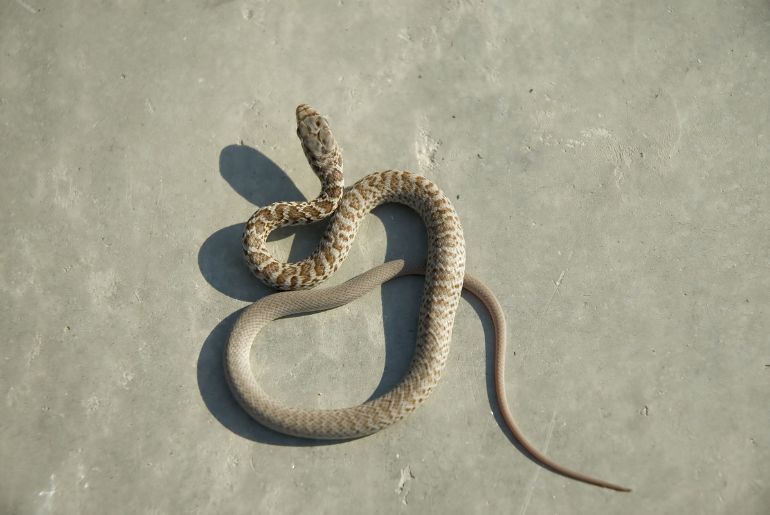 pregnant woman dead snake