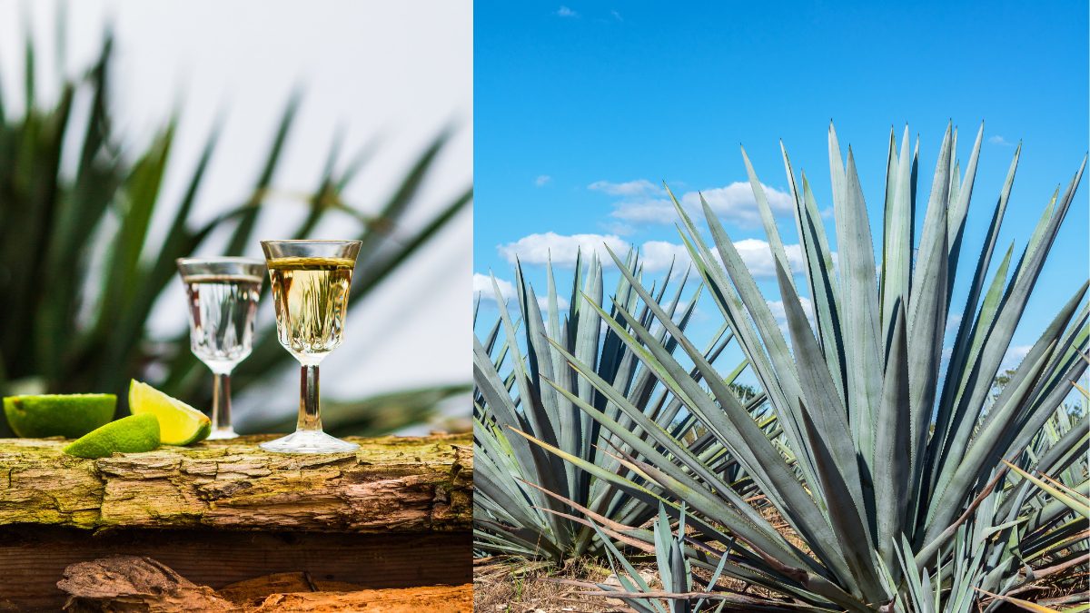 Tequila From Agave, Vodka From Potatoes, Discover The Fascinating Origins Of Your Favourite Spirits