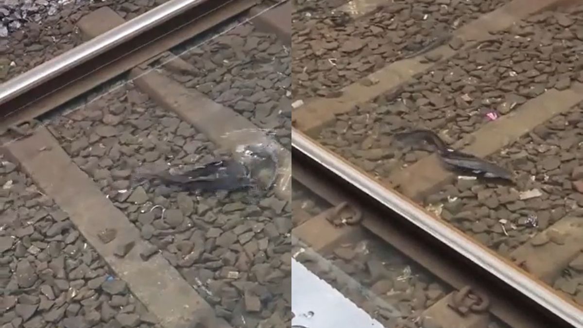 “1 Train Can Make Many Sashimi,” Redditors React To Video Of Fish Swimming In Flooded Train Tracks In Mumbai