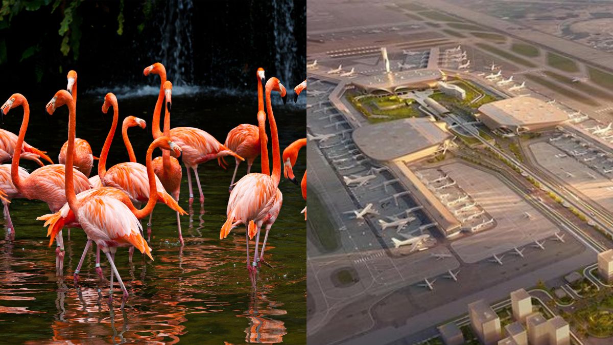 BNHS Confirms Migratory Flamingos And Birds Not A Threat To Navi Mumbai International Airport