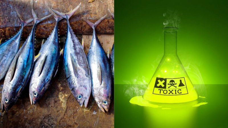 Formalin In Fish