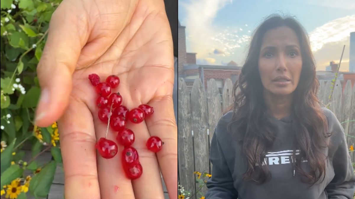 From Homemade Syrups To Parfaits, Padma Lakshmi’s Homegrown Currants Spark A Wave Of Creative Recipe Suggestions From Fans