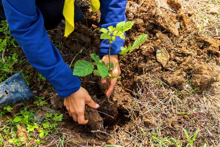 plant tree