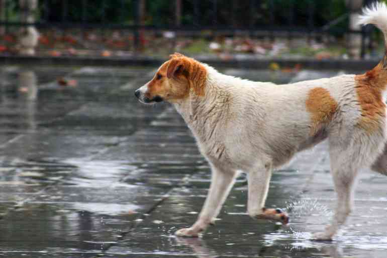 monsoon shelter stray Mumbai 