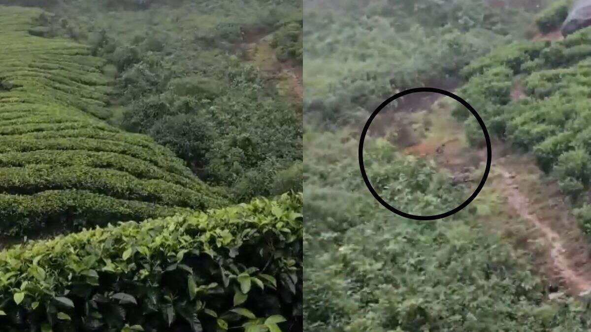 Spotted! User Posts A Peek-A-Boo Video Of A Tiger Spotted At A Tea Estate In Munnar