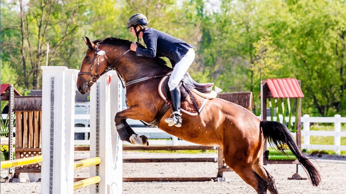 UAE National Show Jumping Team To Compete In Paris Olympics Today; Details Inside