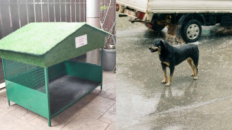 monsoon shelter stray Mumbai