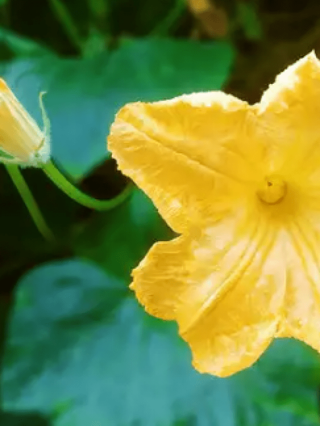 5 Monsoon Edible Flowers From Jharkhand & Their Dishes 5 Monsoon Edible Flowers From Jharkhand & Their Dishes