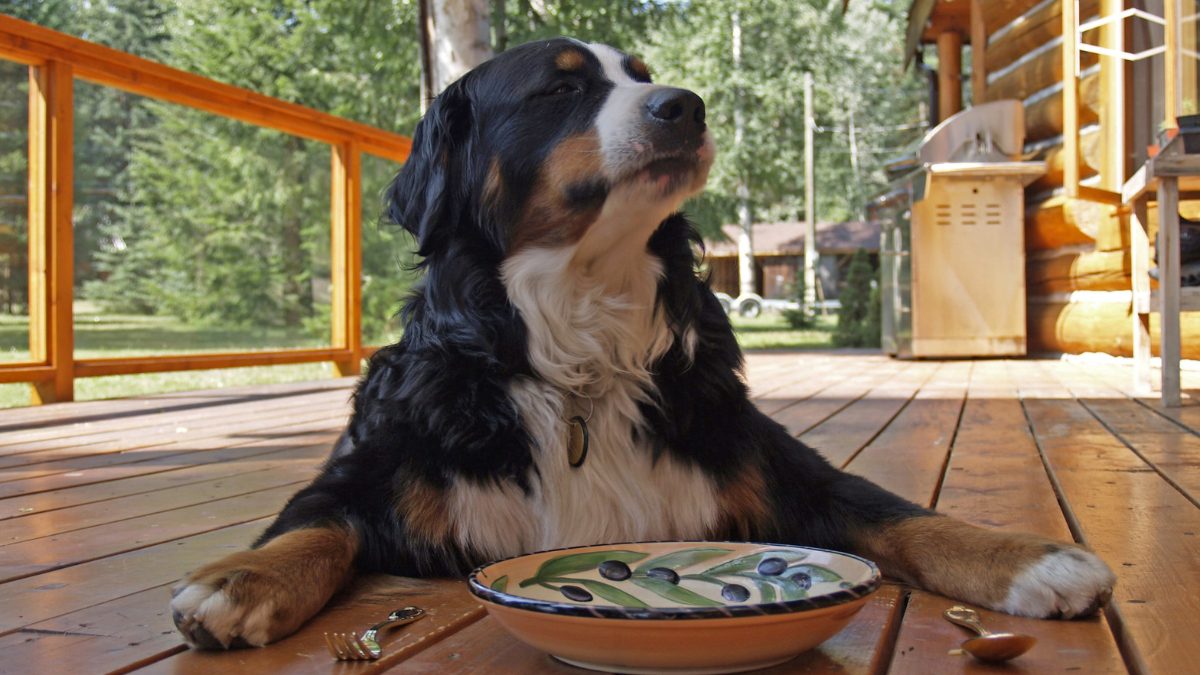 Elevate Your Pet’s Nutrition With Sara’s Wholesome Food By HUFT; Fresh & Ready-To-Eat Meals Your Pet Deserves!