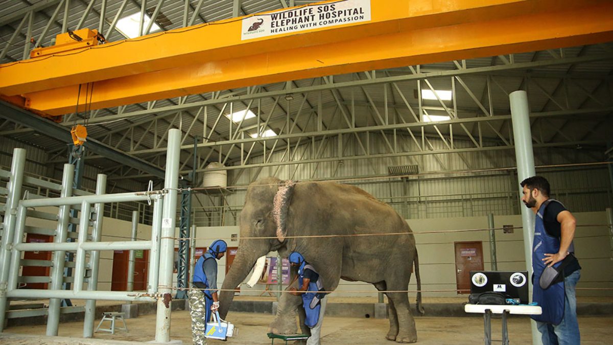 From Suffering To Sanctuary! Inside India’s First State-Of-The-Art Elephant Hospital In Mathura