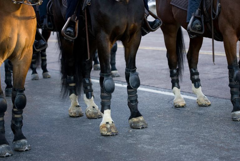 Mumbai Police Horse