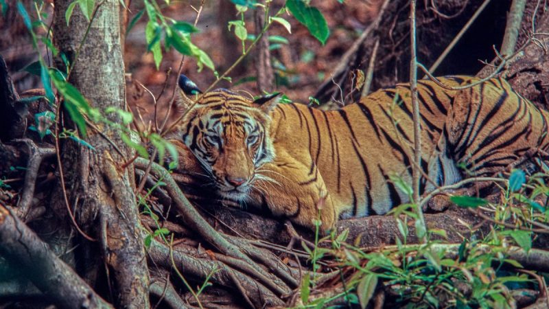 Chhattisgrah Tiger