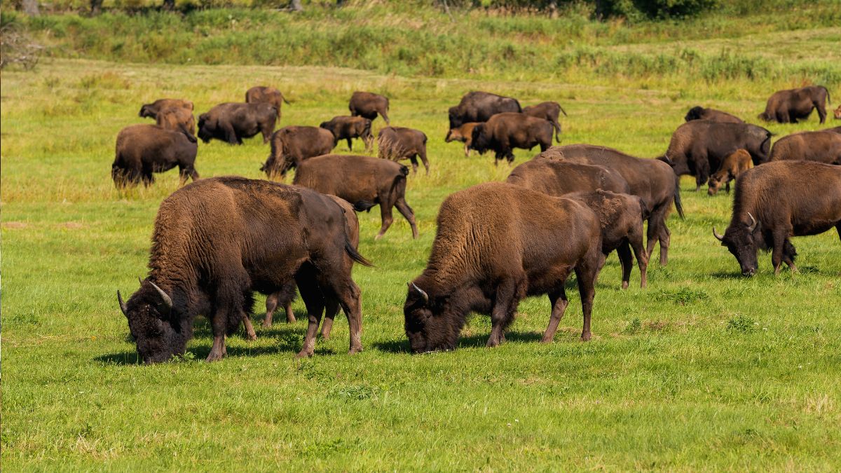 UK’s First Bison Bridges Under Construction To Enhance Wildlife Conservation In Kent