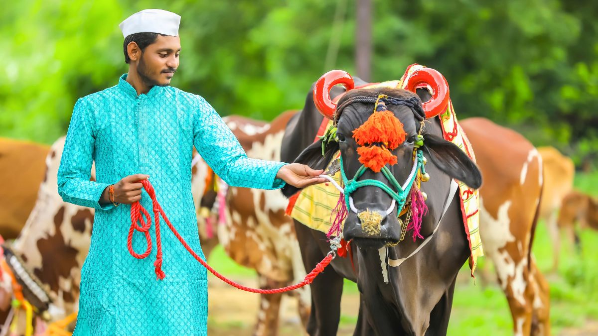 Bail Pola Festival 2024: Date, Significance For Farmers, Rituals & All About The Festival That Marks The End Of Monsoon