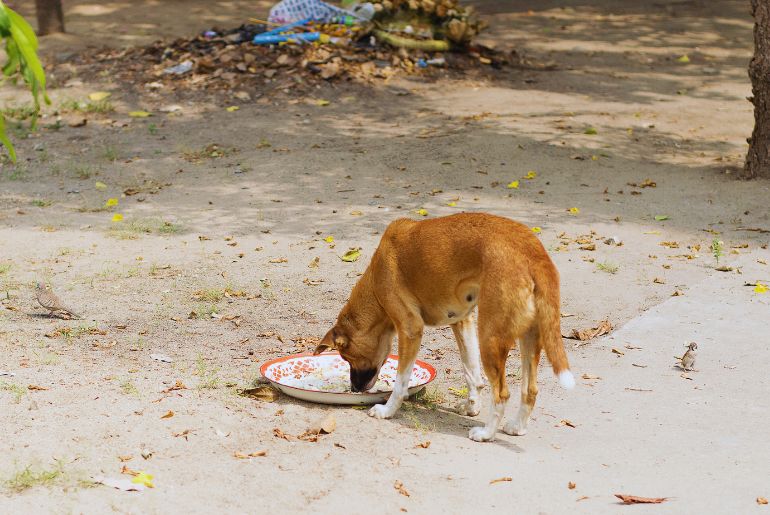 BBMP To Feed Stray Dogs