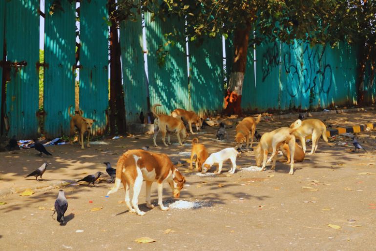 BBMP To Feed Stray Dogs