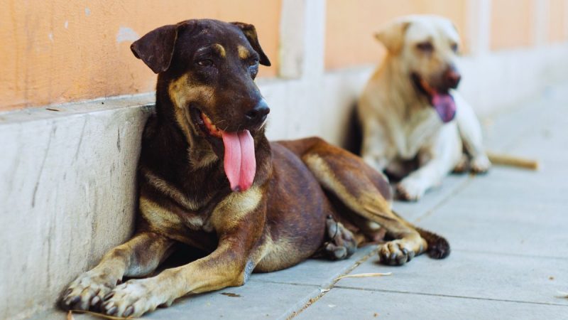 BBMP To Feed Stray Dogs