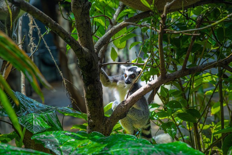 Green Planet jungle quest dubai