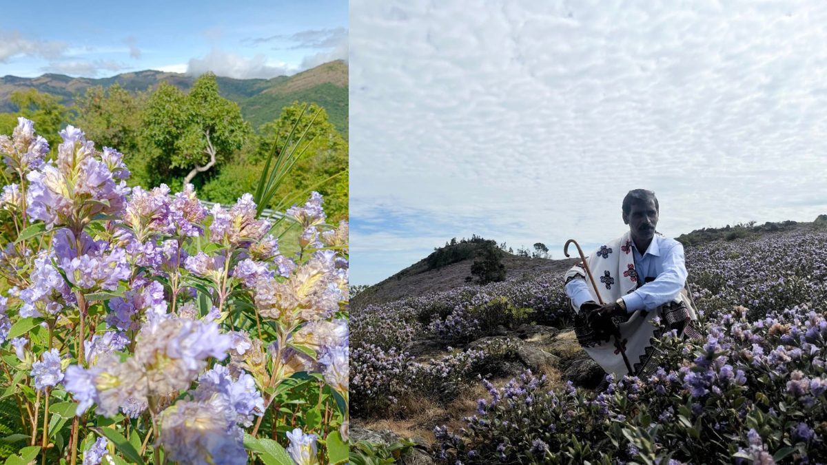 After 12 Years, Neelakurinji Flowers Transform Tamil Nadu’s Nilgiri Hills Into A Stunning Landscape; Watch Video