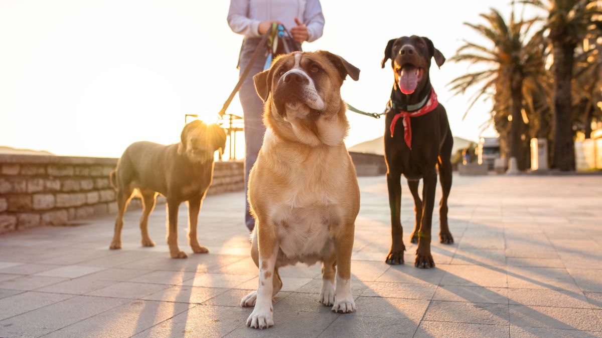 Qatar Introduces New Dog Regulations; From Doberman To Boxer, Pet Parents Can’t Walk These Breeds In Public