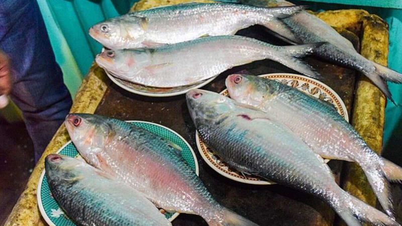 Bangladesh Padma Hilsa