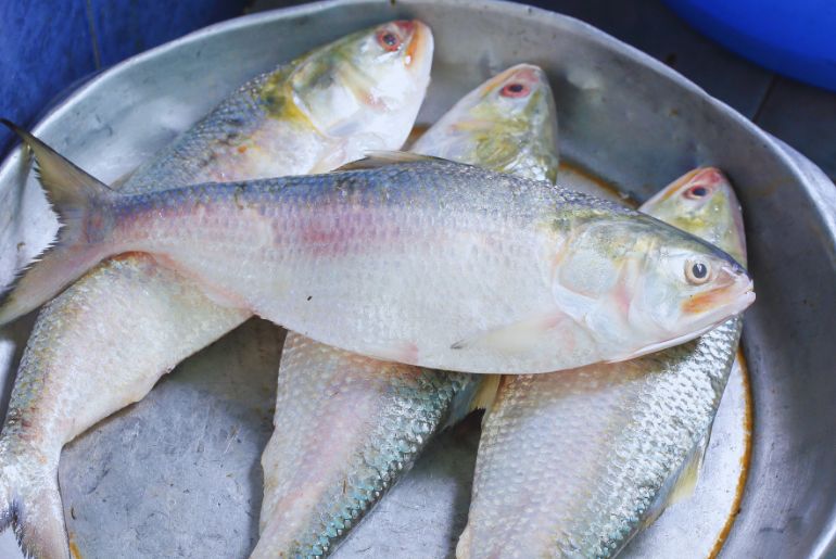 Bangladesh Padma Hilsa 